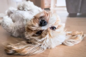 Suelo para animales